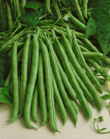 String Bean Non-GMO Dwarf Beans - 30g Seeds