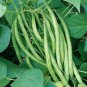 String Bean Non-GMO Dwarf Beans - 30g Seeds