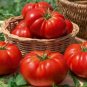 'Summer Pink' Big Truss Tomato - 20 Seeds