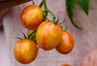 Sunrise Bumble Bee Tomato Sweet Tangy Fruit Seeds - 100 Seeds
