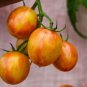 Sunrise Bumble Bee Tomato Sweet Tangy Fruit Seeds - 100 Seeds