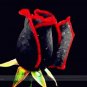 Super Black Rose with Red Edge - 50 Seeds