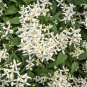 Sweet Autumn Clematic - 100 Seeds