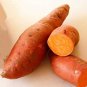 Sweet Potato Fresh Food Vegetable Farm Garden Plants Red Purple Potato - 20 Seeds