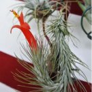 Tillandsia Funckiana Air Plant Seeds - 10 Seeds