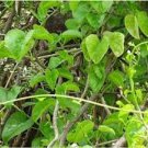 Tinospora Cordifolia Giloy Guduchi - 10 Seeds