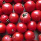 Tomato Giant Rose Pink Hybrid Fruit Seeds - 1000 Seeds
