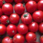Tomato Giant Rose Pink Hybrid Fruit Seeds - 1000 Seeds