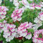 Verbena Flower Flowers Potted Plants Flower bonsais Yi Seed - 10 Seeds
