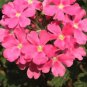 Verbena hybrida Voss Perennial Plant - 80 Seeds