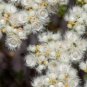 Verticordia eriocephala Seeds White Lambswool Wild Cauliflower Cream White Flowers - 3 Seeds