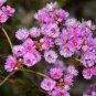 Verticordia halophila Seeds Salt-loving Featherflower Pink Salt-loving Verticordia - 3 Seeds