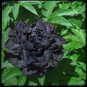 Very Rare Black Subshrubby Peony Flower - 5 Seeds