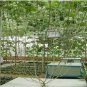 Very Sweet Big Round Red Watermelon Tree F2 Seeds - 20 Seeds