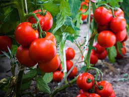 Very Sweet Red Cherry Tomato Seeds, Heirloom Tasty Tomato Fruit - 35 Seeds
