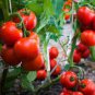 Very Sweet Red Cherry Tomato Seeds, Heirloom Tasty Tomato Fruit - 35 Seeds
