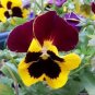 Viola Tricolor Yellow Pansy with Black Spot Perennial Flower - 30 Seeds