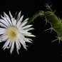 Acanthocereus Tetragonus Barbed Wire Cactus with White Flowers - 10 Seeds