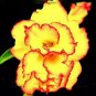 Adenium Black Yellow White Series - 20 Seeds