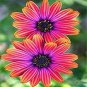 African Blue Eyed Daisy Flower Bonsai Osteospermum Flower - 100 Seeds