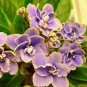 African Violet Mixed 5 Varieties Saintpaulia ionantha - 50 Seeds