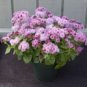 Ageratum Conyzoides Flowers Seeds Rose Red Pink 2-IN-1 Colors Flowers - 100 Seeds