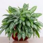Aglaonema Green Taro - 50 Seeds