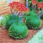Aloe Polyphylla Pillans Bonsai Rare Spiral Aloe Flower - 200 Seeds