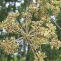 Angelica Seeds - 50 Seeds