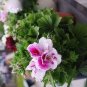 Bi-Colored Red White Univalve Geranium - 20 Seeds