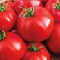 Big Beef Tomato Fresh Red Fruit Seeds - 100 Seeds
