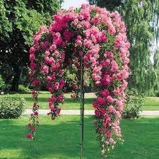 Big Blooming Fresh Red Rose Tree for Landscape - 50 Seeds