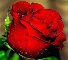 Big Blooming Red Green Rose Bush Flower - 50 Seeds
