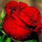 Big Blooming Red Green Rose Bush Flower - 50 Seeds