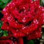 Big Blooming Red Green Rose Bush Flower - 50 Seeds