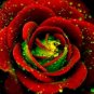 Big Blooming Red Green Rose Bush Flower - 50 Seeds