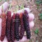 Big Long Mulberry Fruit Tree - 50 Seeds
