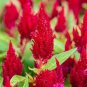 Big Red Beautiful Cockscomb Seeds balcony potted bonsai plant - 40 Seeds