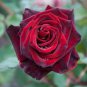 Black Baccara Hybrid Rose Shrub Flower - 50 Seeds