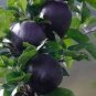 Black Diamond Apple Tree Plant - 30 Seeds