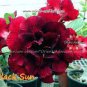 'Black Peacock' Adenium Desert Rose - 2 Seeds