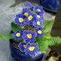 Blue Evening Primrose fragrant DIY Flower Hardy Plant Evening Primrose - 200 Seeds