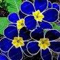 Blue Evening Primrose fragrant DIY Flower Hardy Plant Evening Primrose - 200 Seeds