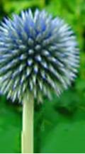 Blue Globe Thistle Echinops Big Onion Flowers - 50 Seeds
