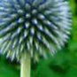 Blue Globe Thistle Echinops Big Onion Flowers - 50 Seeds