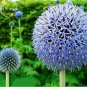 Blue Globe Thistle Echinops Big Onion Flowers - 50 Seeds