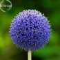 Blue Globe Thistle Echinops Big Onion Flowers - 50 Seeds