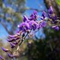 Blue Yard Chinese Wisteria Climbing Plants, purple floribunda - 5 Seeds