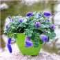 Bonsai Acalypha Hispida Chenille Plant - 100 Seeds