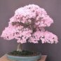 Bonsai Tree Japanese Sakura Bonsai Rare Japanese Cherry - 10 Seeds